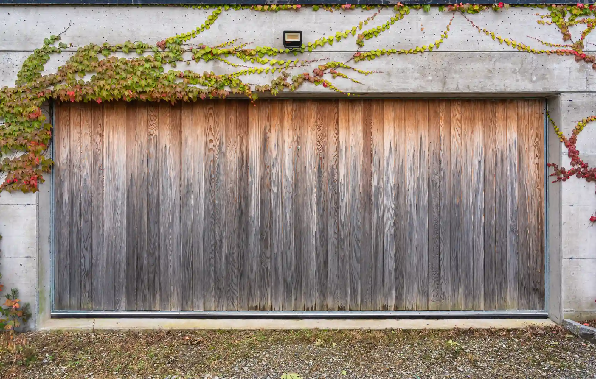Weathered wooden garage door with autumn ivy on a concrete wall